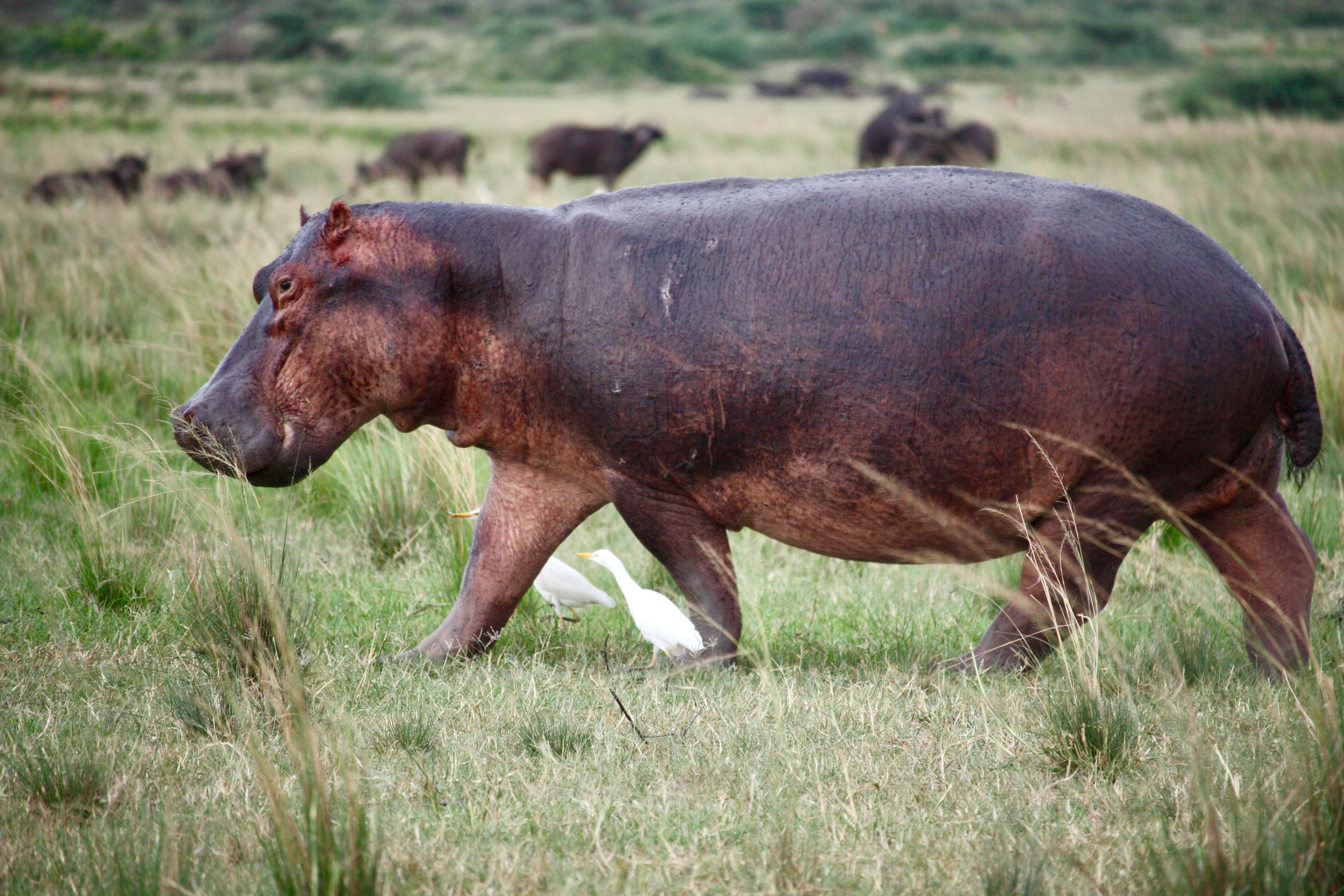 2 Days Tangire National Park & Ngorongoro Crater photo 4