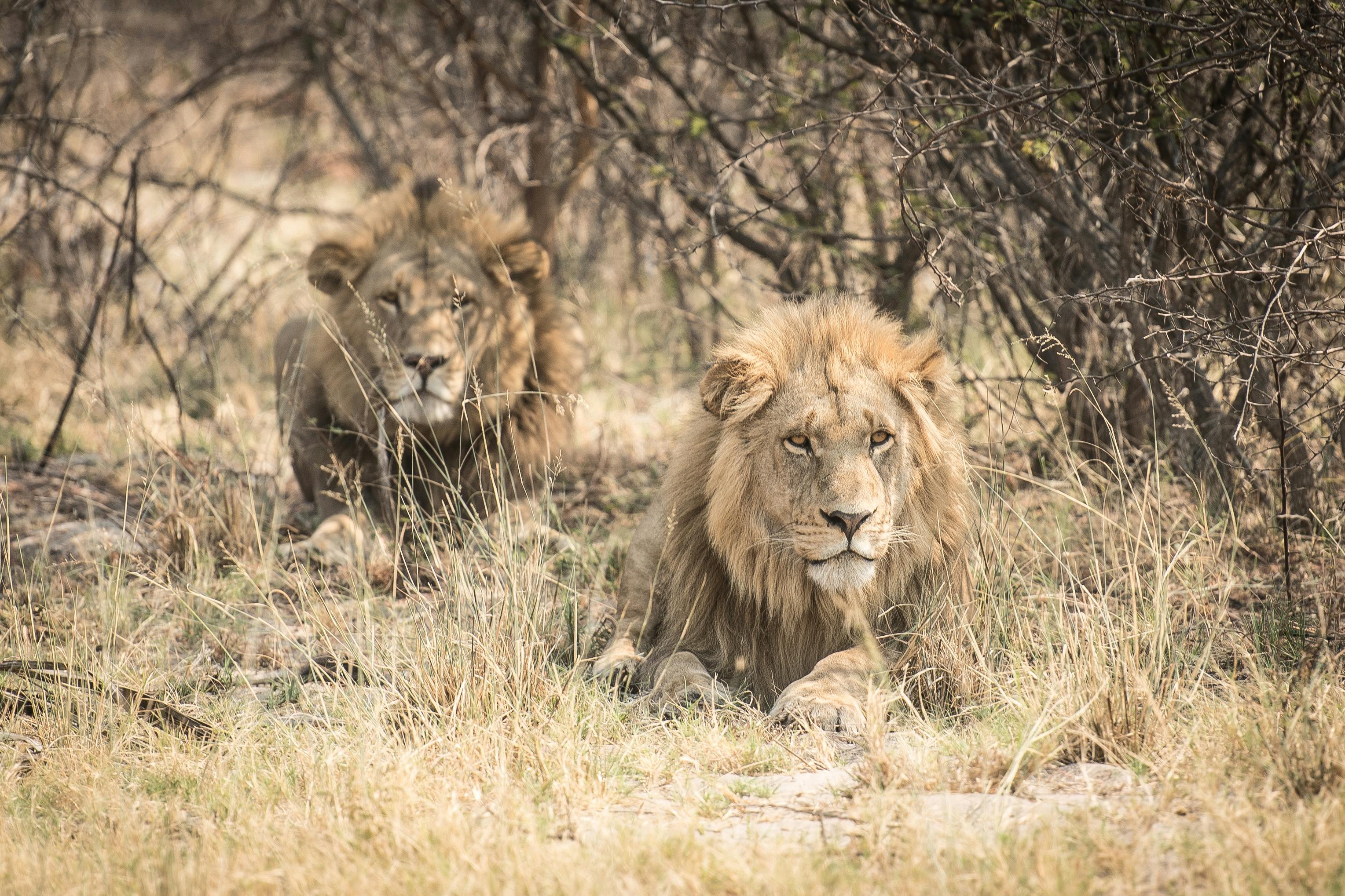 3-Day Group Tour to Serengeti & Ngorongoro photo