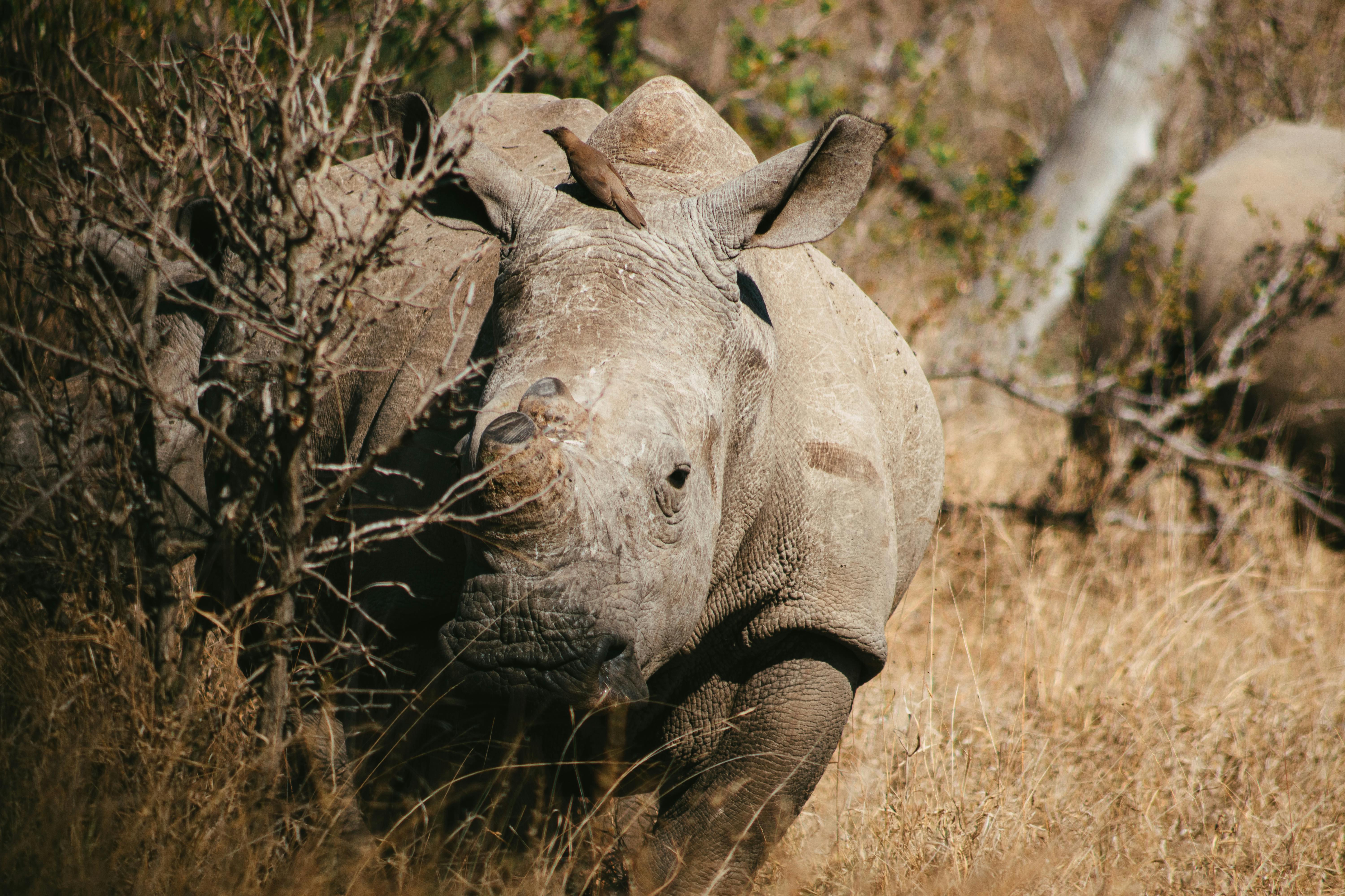 3-Day Group Tour to Serengeti & Ngorongoro photo 2