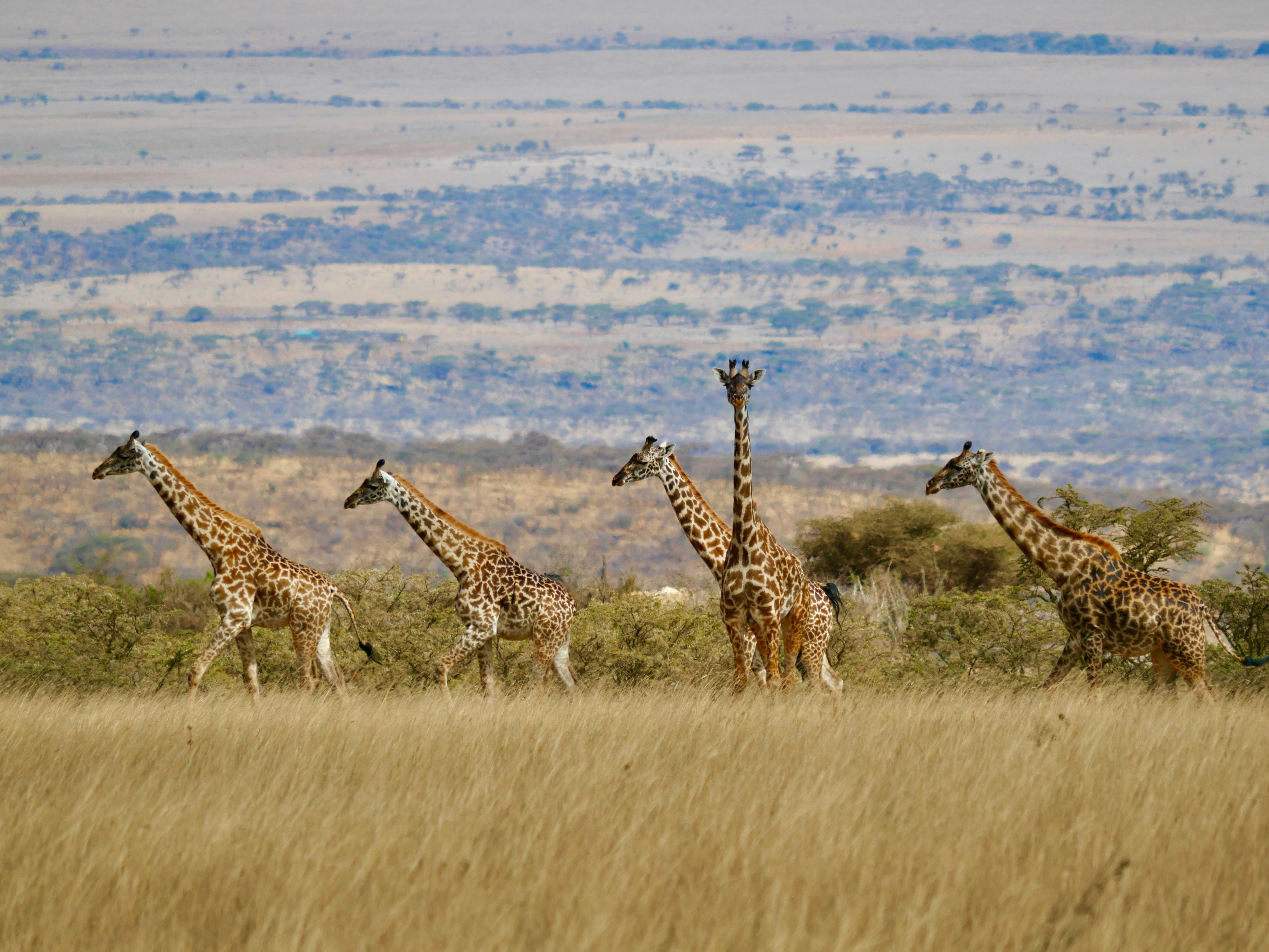 3-Day Group Tour to Serengeti & Ngorongoro