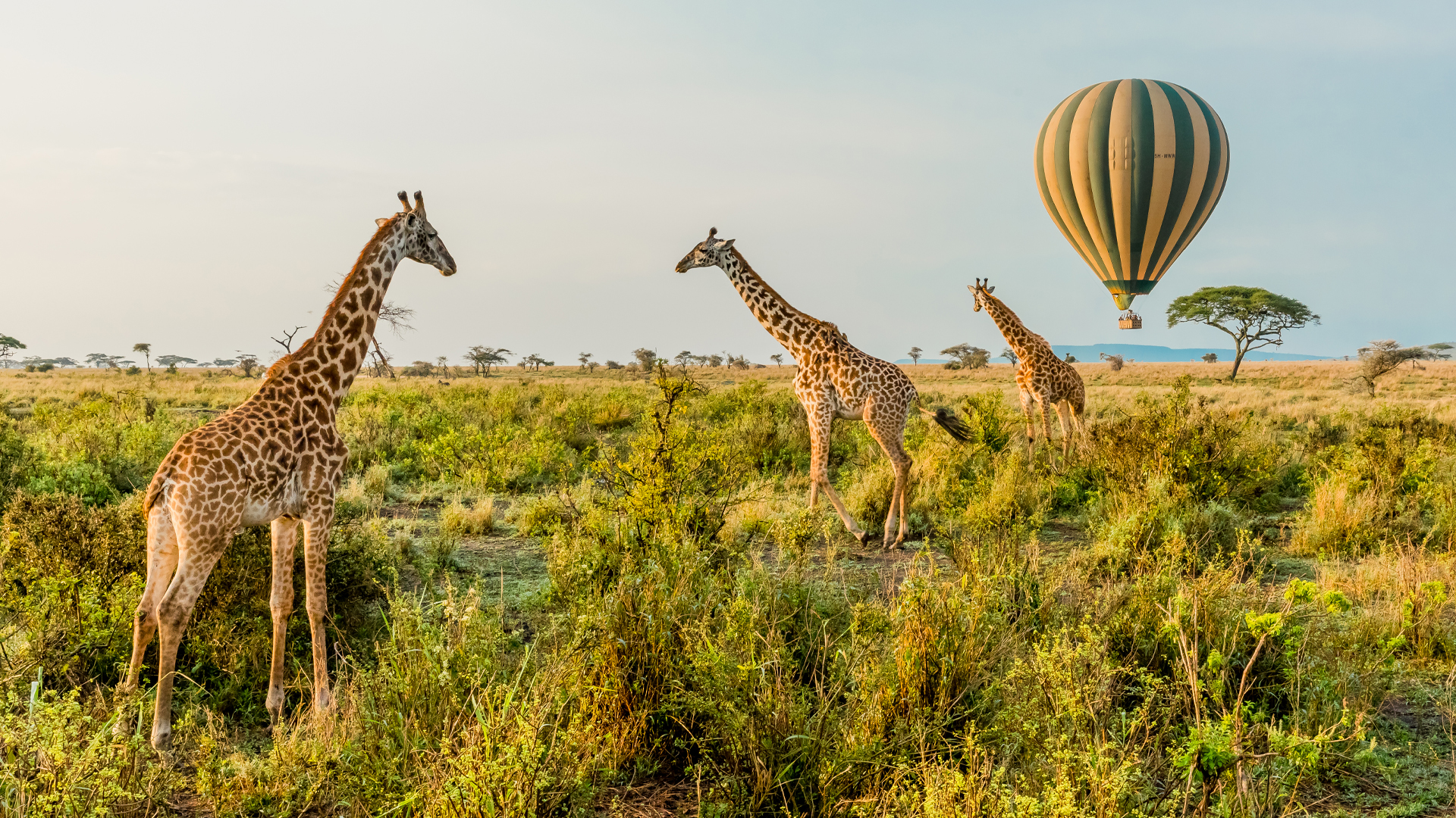 Hot Air Balloon Safari photo 2