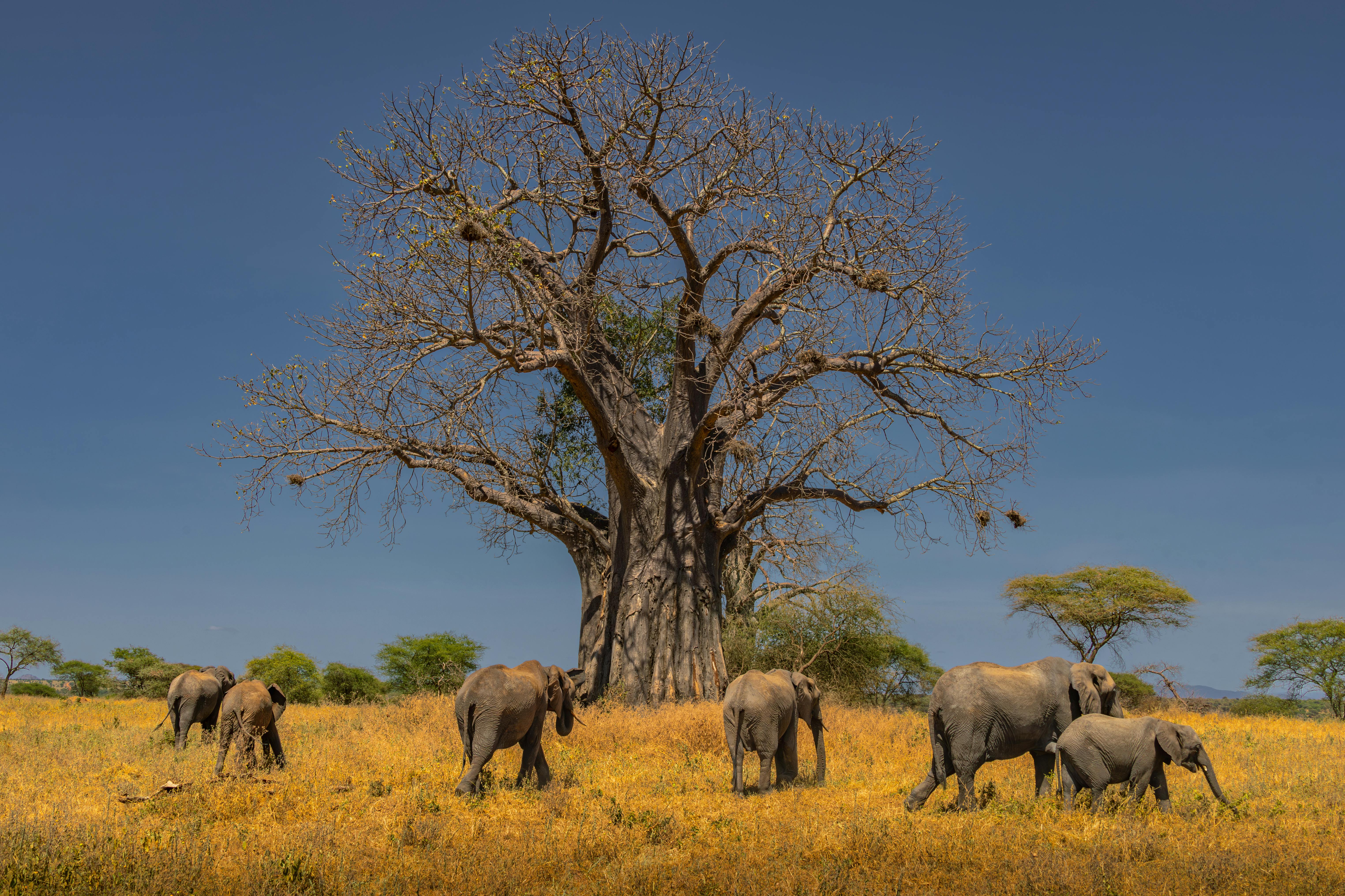 2 Days Tangire National Park & Ngorongoro Crater photo