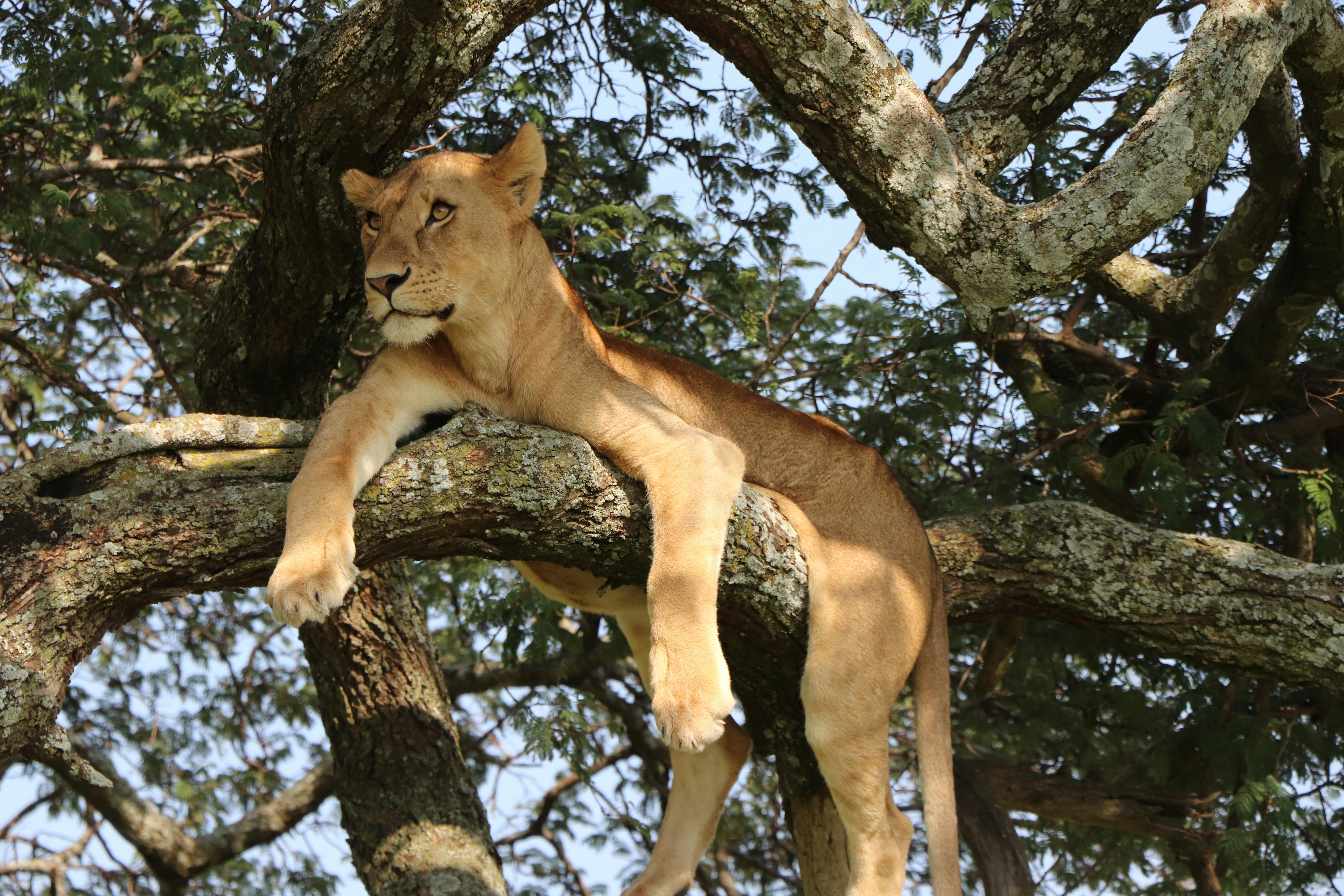 2 Days Tangire National Park & Ngorongoro Crater photo 3