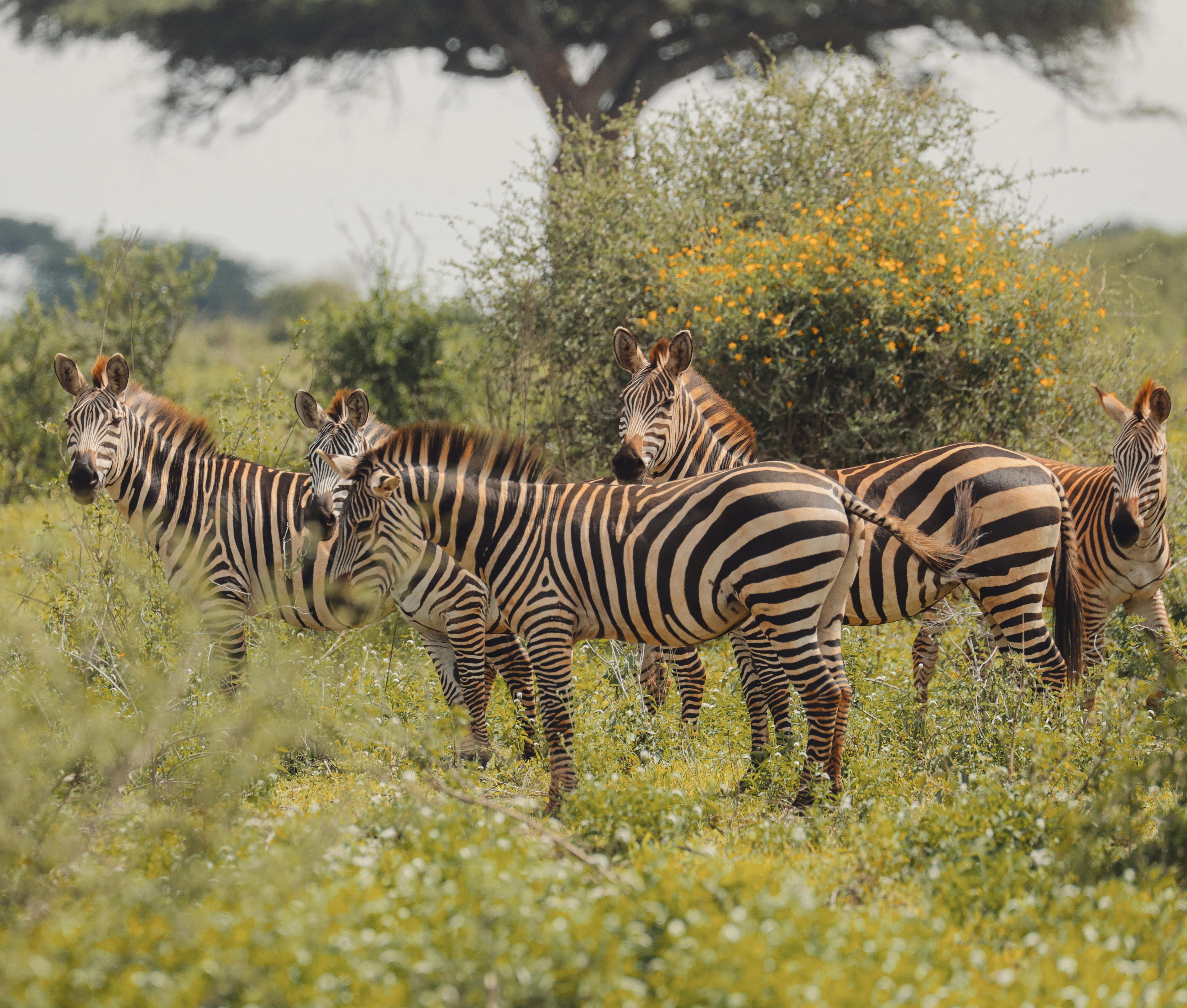 5-Day Private Serengeti, Ngorongoro & Tarangire Safari photo