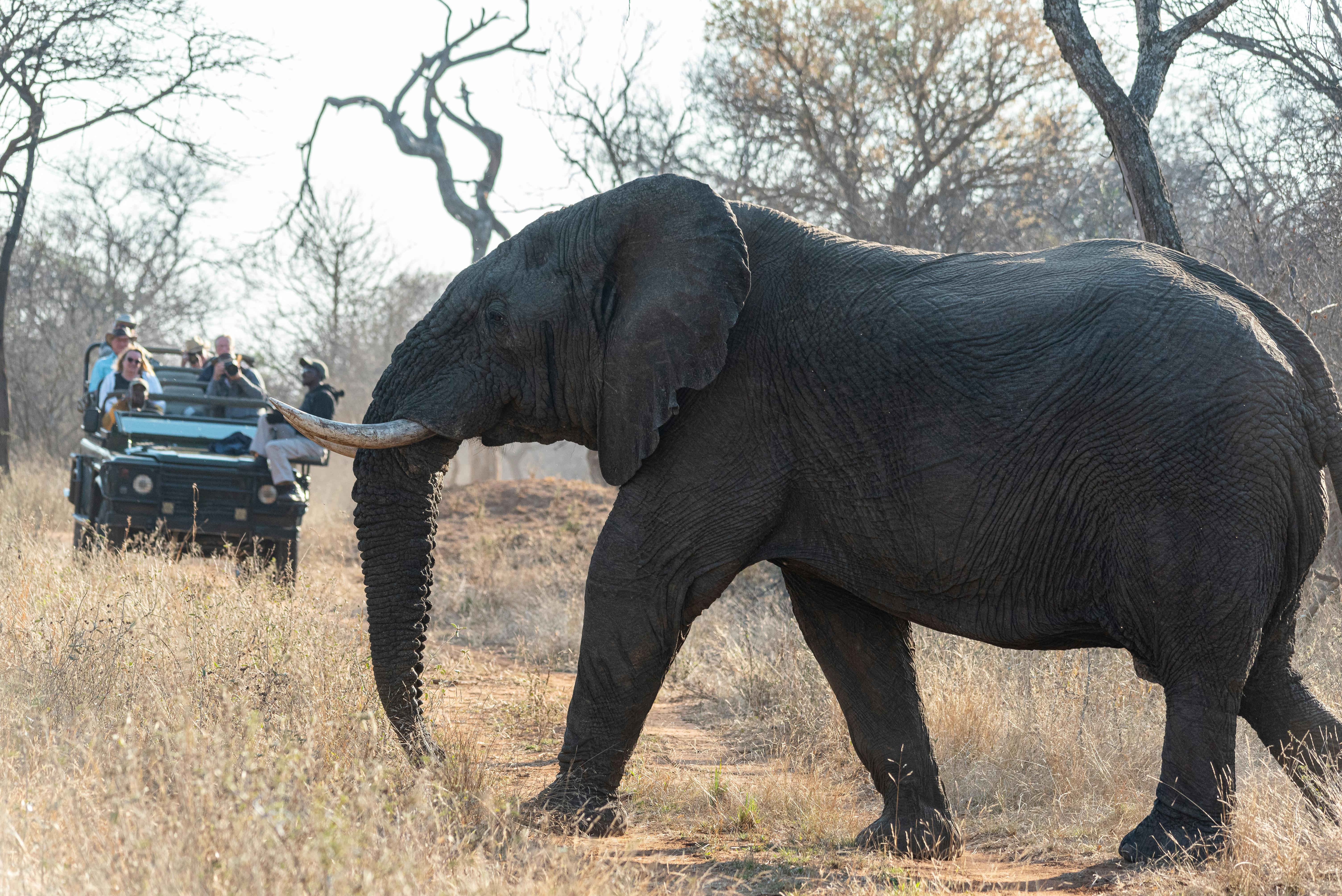 5-Day Private Serengeti, Ngorongoro & Tarangire Safari photo 2