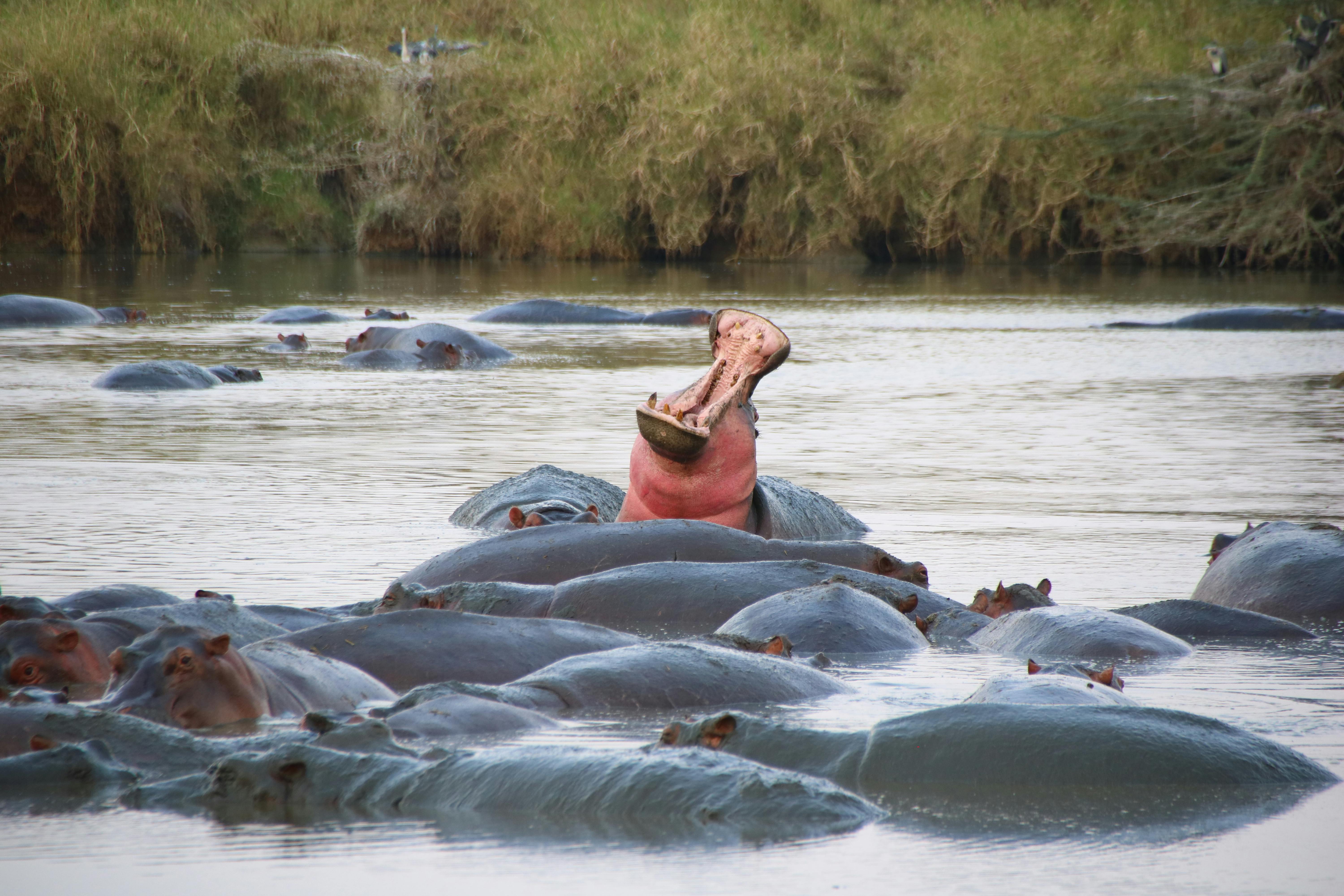 5-Day Private Serengeti, Ngorongoro & Tarangire Safari photo 3