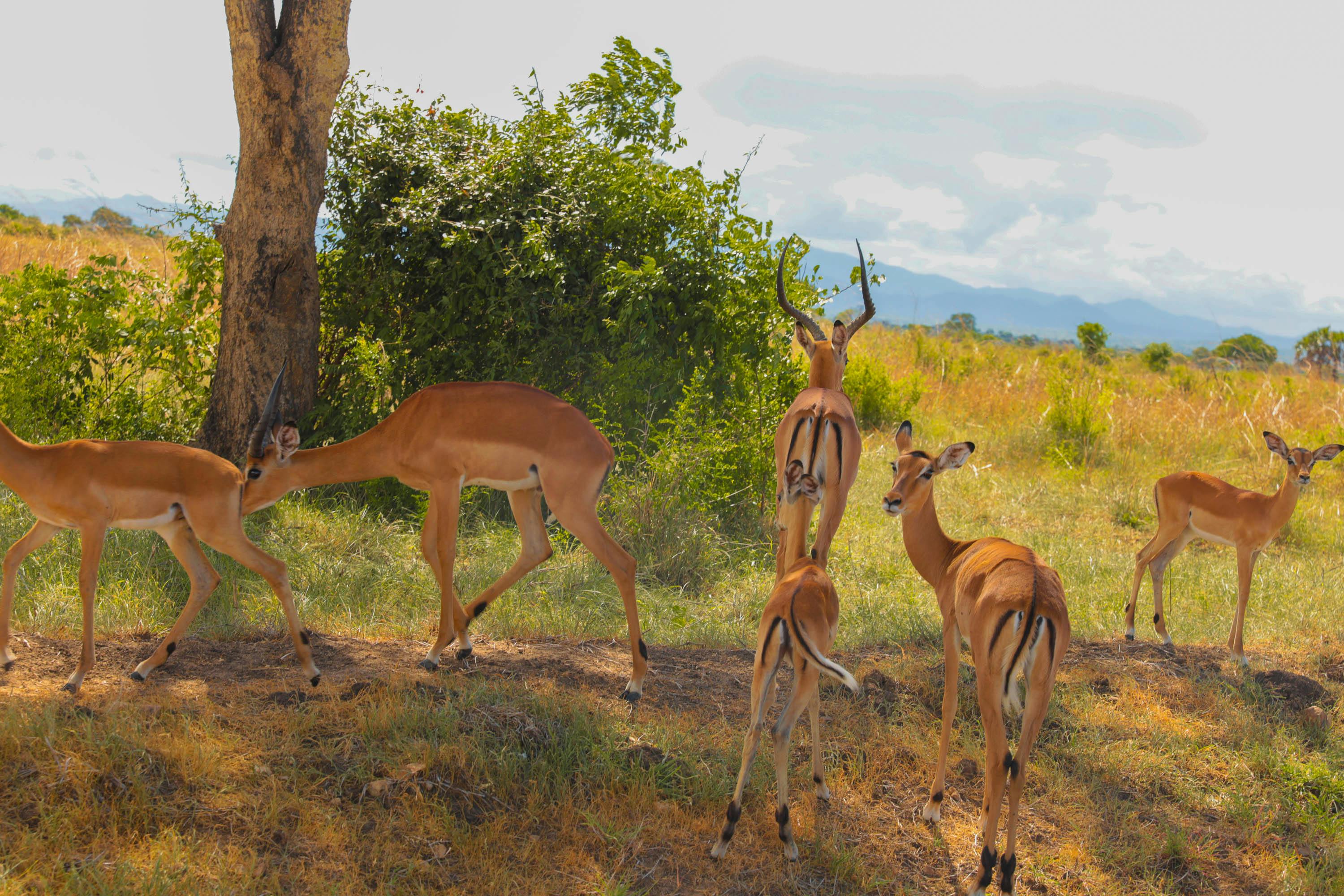 Day trip to Mikumi National Park from Zanzibar with return flight