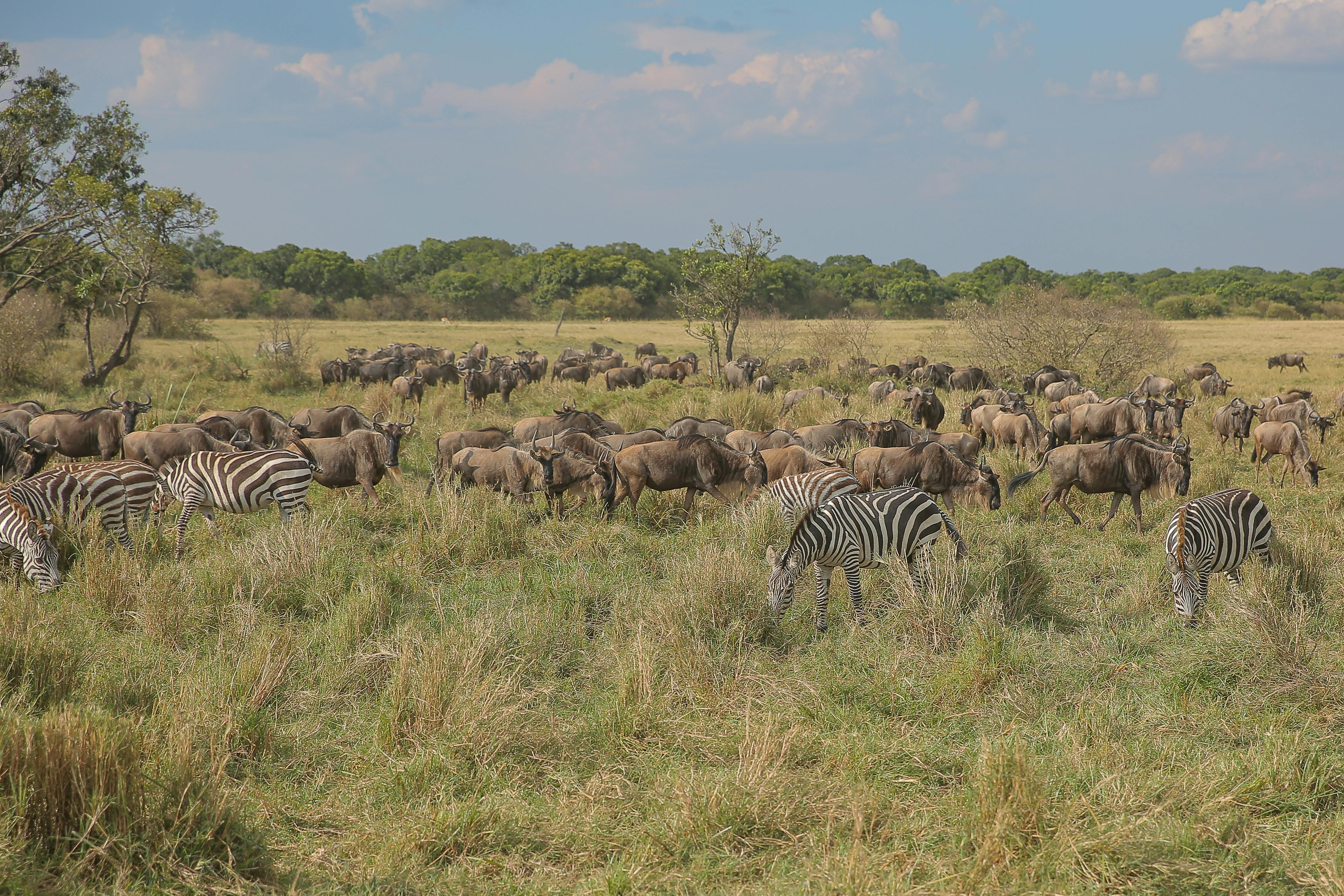 3-Day Serengeti and Ngorongoro Luxury Safari photo 4