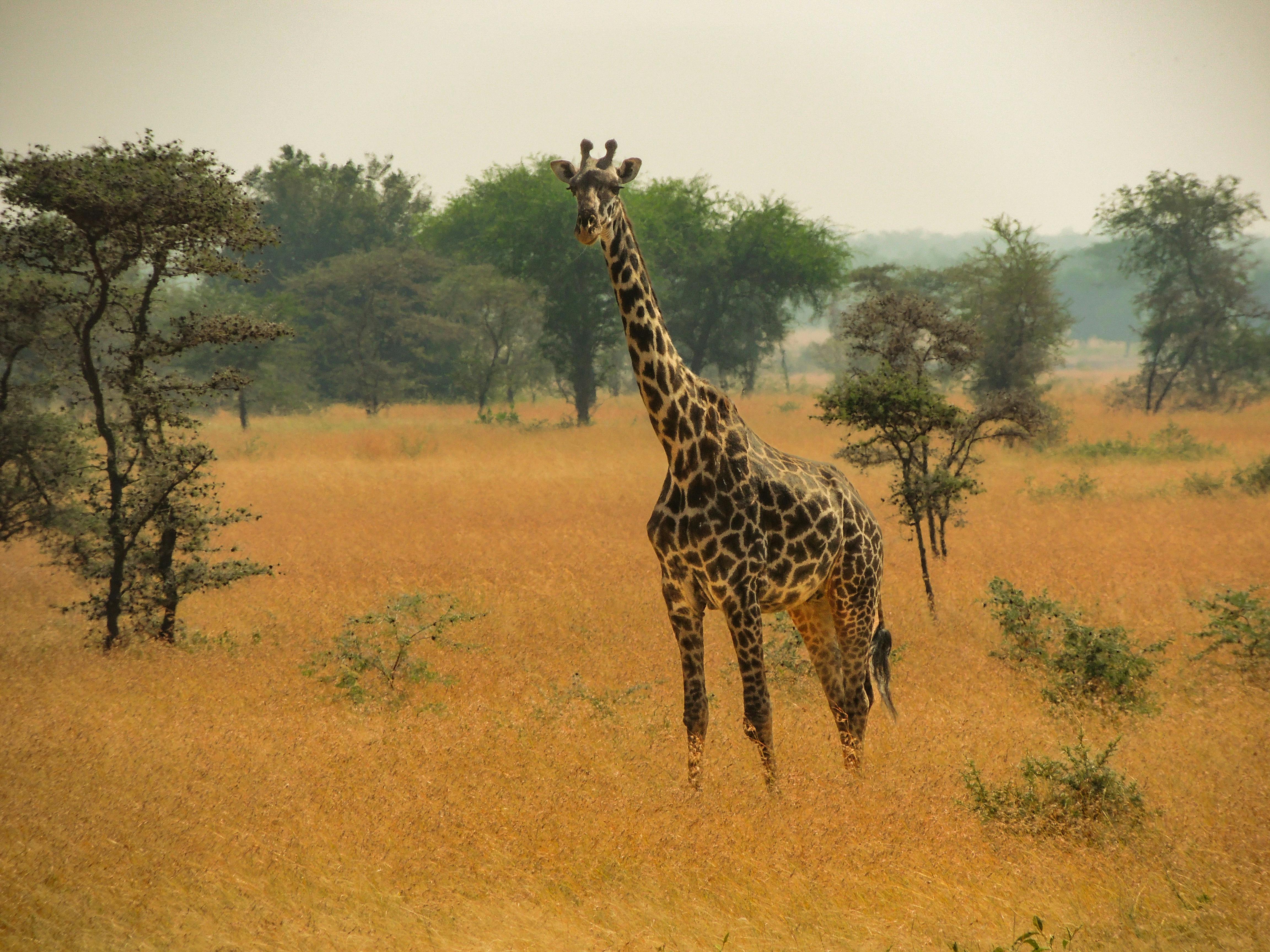 3-Day Serengeti and Ngorongoro Luxury Safari photo