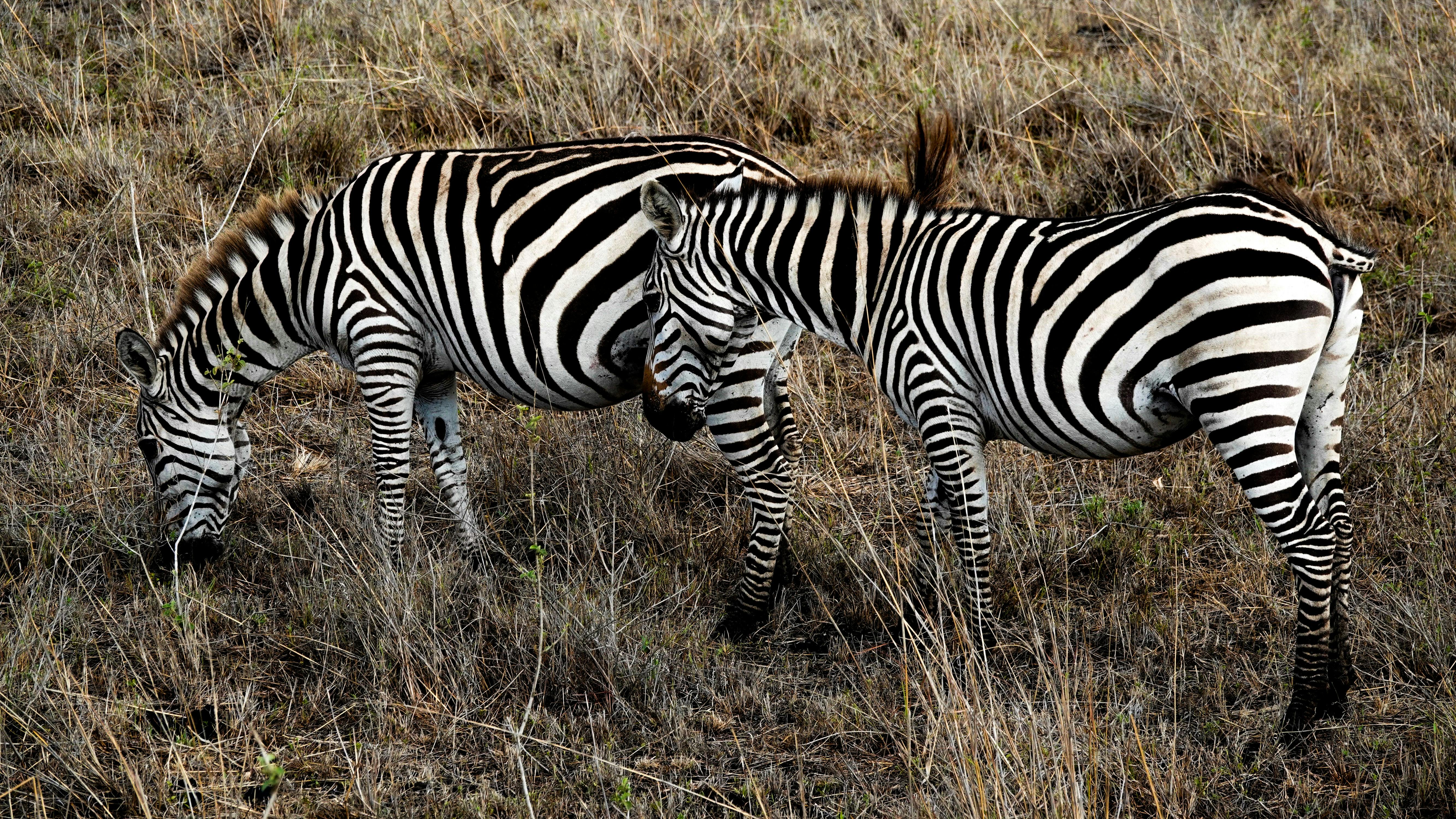 3-Day Serengeti and Ngorongoro Luxury Safari photo 2