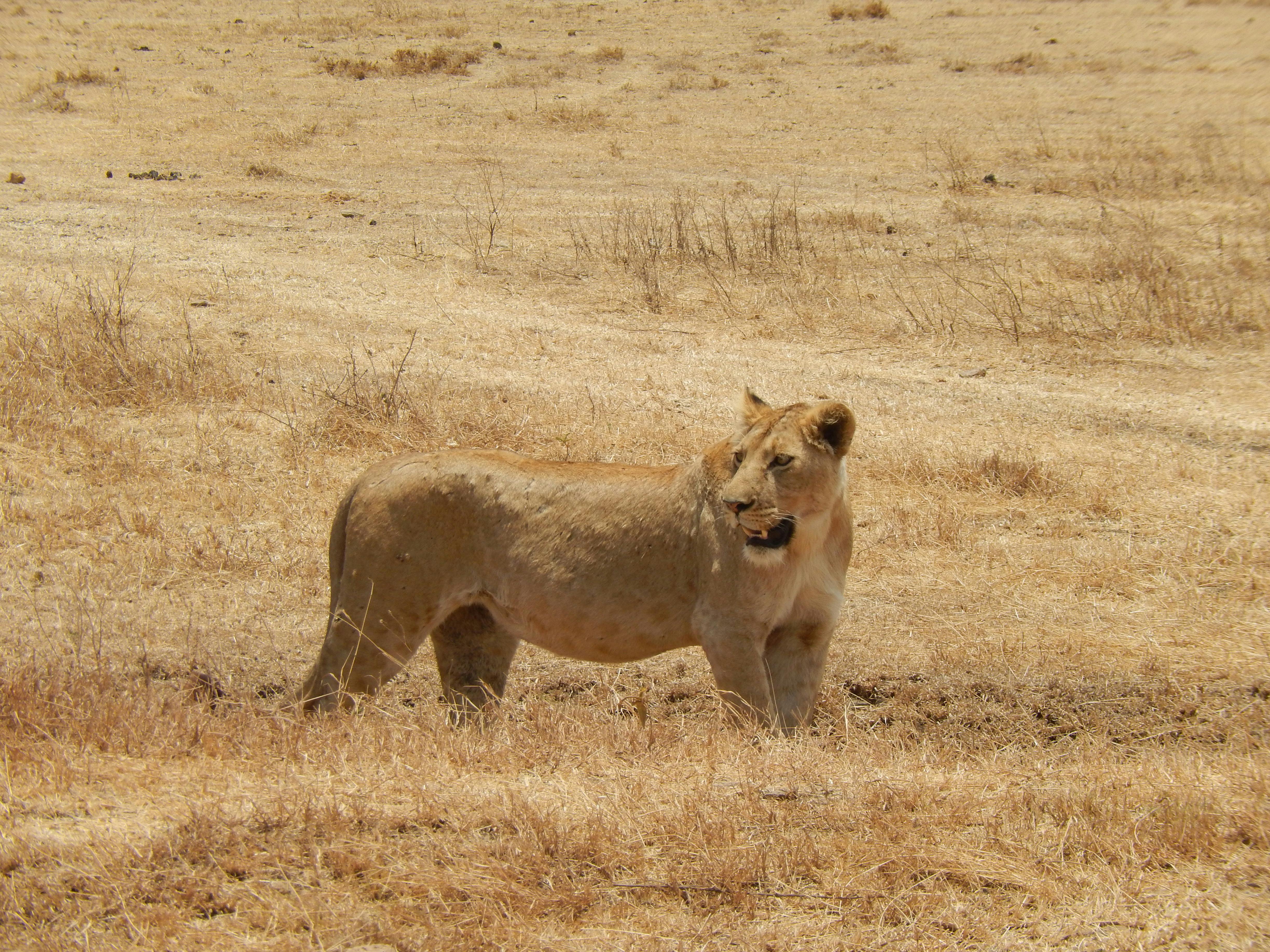 3-Day Serengeti and Ngorongoro Luxury Safari photo 3