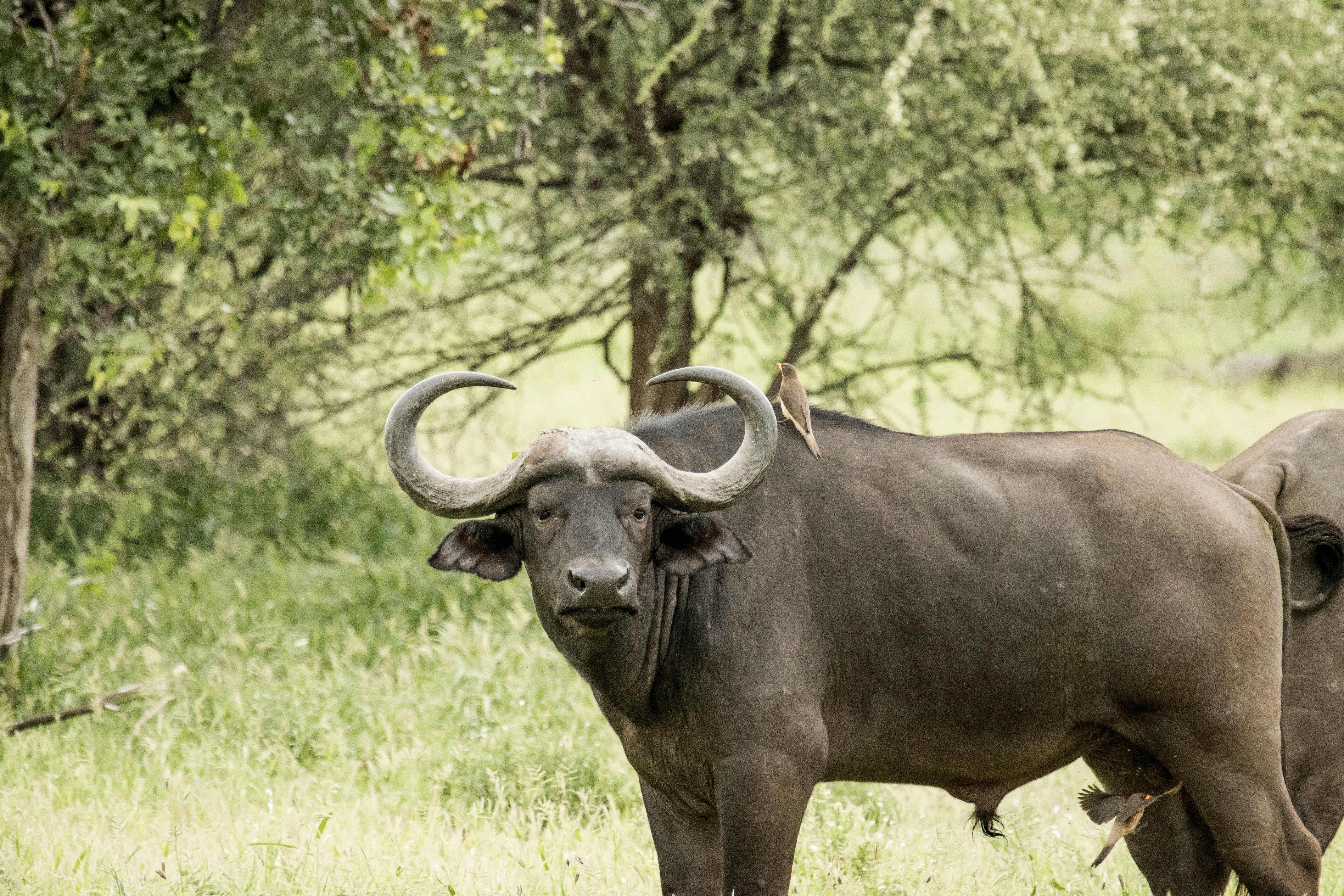 3-Day Serengeti and Ngorongoro Luxury Safari